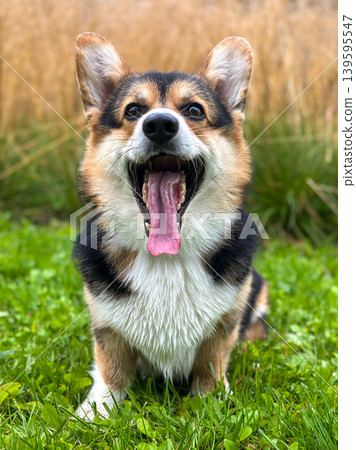 Funny Corgi Dog Yawning with Tongue Out Grass Funny Corgi Dog Yawning with Tongue Out Grass 139595547