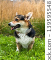 Happy Corgi Dog Sitting on Green Grass Outdoors 139595548
