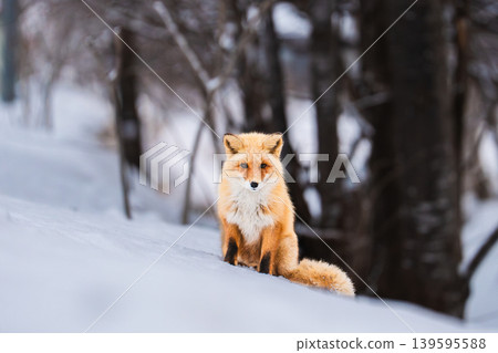 Winter fox Winter fox 139595588