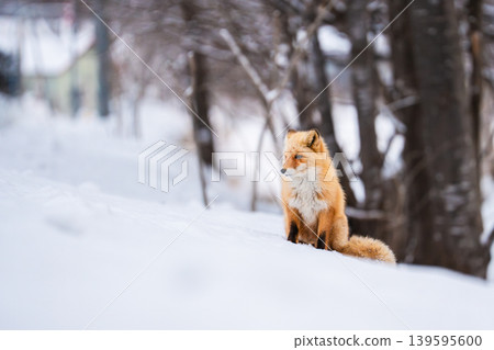 Winter fox Winter fox 139595600