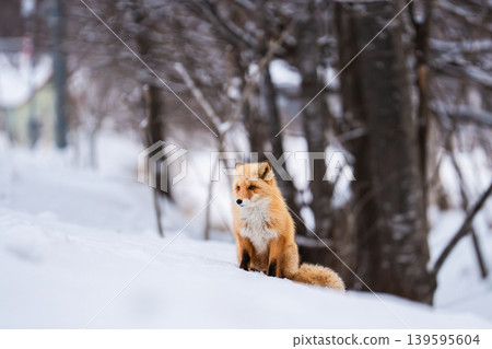 Winter fox Winter fox 139595604