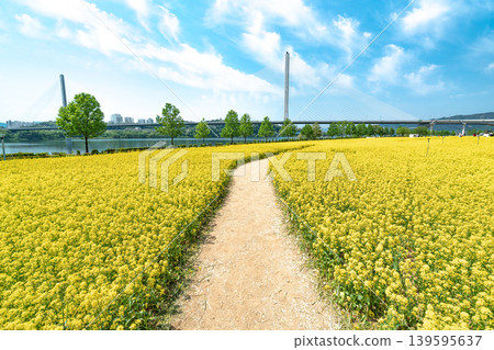 Seoul, South Korea - May. 10, 2026 : Scenic landscape of a yellow canola flower field with a lone tree under a blue sky in Guri Hangang Park Seoul, South Korea - May. 10, 2026 : Scenic landscape of a yellow canola flower field with a lone tree under a blue sky in Guri Hangang Park 139595637
