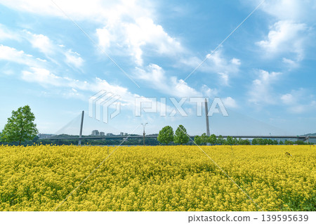 Seoul, South Korea - May. 10, 2026 : Scenic landscape of a yellow canola flower field with a lone tree under a blue sky in Guri Hangang Park 139595639