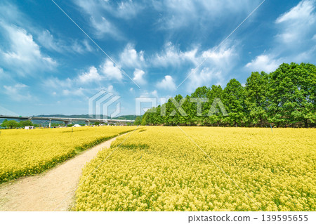 Seoul, South Korea - May. 10, 2026 : Scenic landscape of a yellow canola flower field with a lone tree under a blue sky in Guri Hangang Park Seoul, South Korea - May. 10, 2026 : Scenic landscape of a yellow canola flower field with a lone tree under a blue sky in Guri Hangang Park 139595655