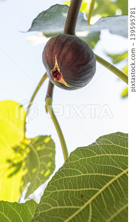 Ripe fig fruit hanging on tree branch with green leaves in sunlight 139595781