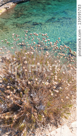 Close up coastal vegetation with flowering plants near clear turquoise water Close up coastal vegetation with flowering plants near clear turquoise water 139595783
