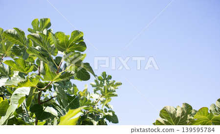 Green fig leaves against clear blue sky in bright daylight Green fig leaves against clear blue sky in bright daylight 139595784