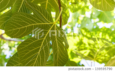 Close-up of fig tree leaves illuminated by sunlight in natural setting Close-up of fig tree leaves illuminated by sunlight in natural setting 139595790