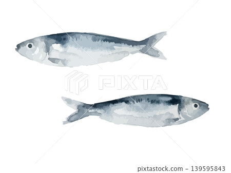 Watercolor-style illustration of a sardine Watercolor-style illustration of a sardine 139595843