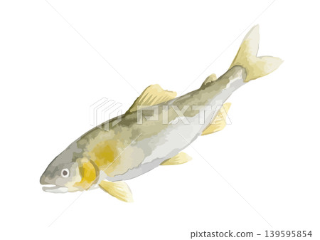 Watercolor-style illustration of ayu fish Watercolor-style illustration of ayu fish 139595854