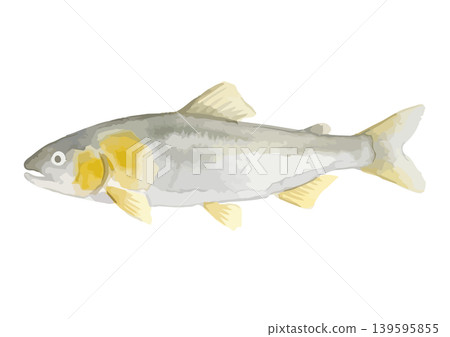 水彩風格的香魚插圖 139595855