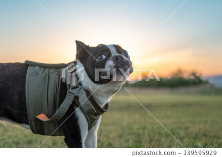 Boston Terrier Boston Terrier 139595929