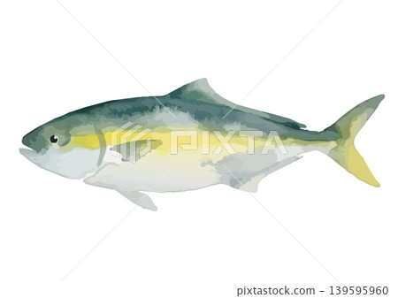 Watercolor-style illustration of a yellowtail 139595960