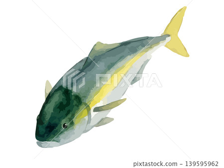Watercolor-style illustration of a yellowtail Watercolor-style illustration of a yellowtail 139595962