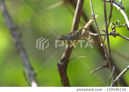 A Yellow Bunting that flew from a branch A Yellow Bunting that flew from a branch 139596116