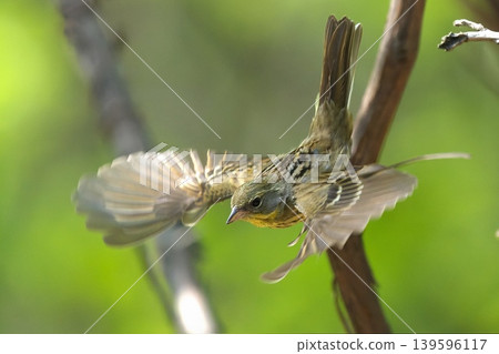A Yellow Bunting that flew from a branch 139596117