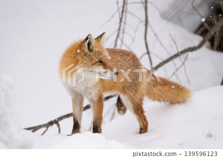 Winter fox Winter fox 139596123