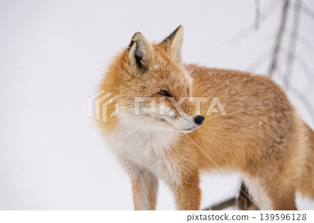 Winter fox Winter fox 139596128