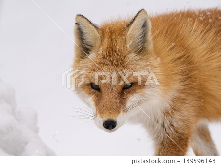 Winter fox 139596143