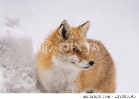 Winter fox Winter fox 139596146