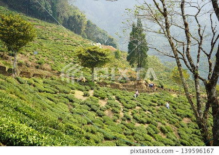 Scenic view of green tea plantation terraces on a misty hillside at Darjeeling 139596167