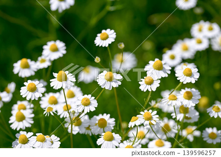Chamomile flowers Chamomile flowers 139596257