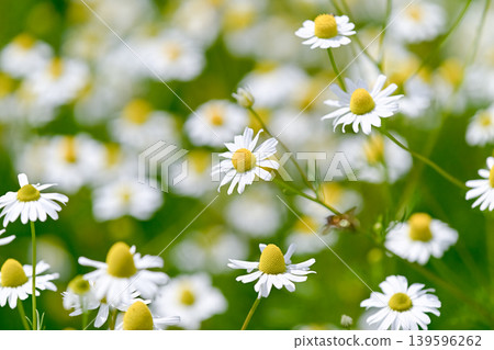 Chamomile flowers Chamomile flowers 139596262