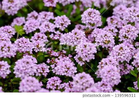 Time flowers Time flowers 139596311