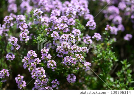 Time flowers 139596314