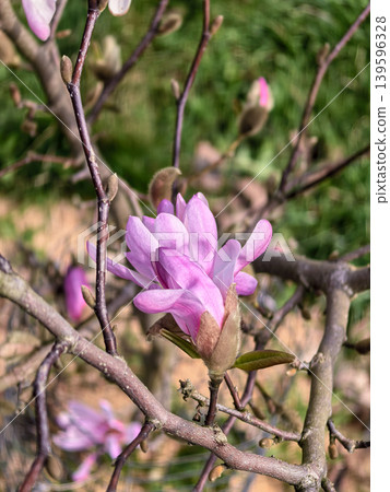 Spring Pink Magnolia Stellata Flowers on Bare Branches Spring Pink Magnolia Stellata Flowers on Bare Branches 139596328