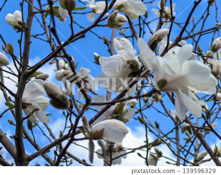 Spring White Magnolia Tree Blossoms Against Blue Sky Spring White Magnolia Tree Blossoms Against Blue Sky 139596329
