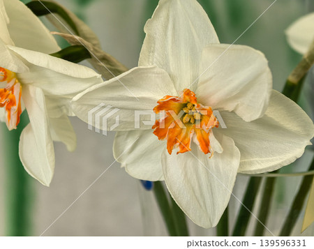 Close Up Detail of Narcissus First Lady Flower Center and White Petals Close Up Detail of Narcissus First Lady Flower Center and White Petals 139596331