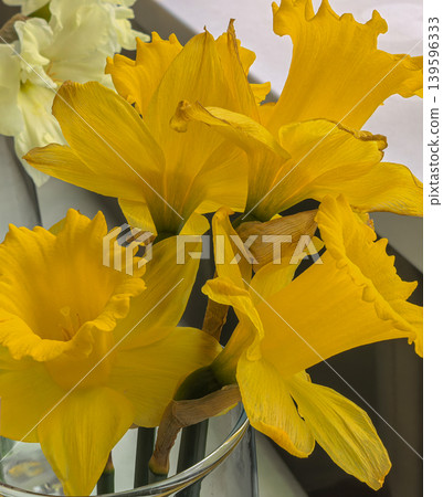 Macro Close Up of Yellow Dutch Master Narcissus Daffodil Flowers 139596333