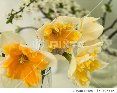 Narcissus Sovereign Split Cup Daffodil Flowers Close Up in Vase Narcissus Sovereign Split Cup Daffodil Flowers Close Up in Vase 139596336
