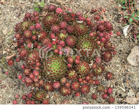 Sempervivum Succulent Cluster Hens and Chicks Plant Top View 139596341