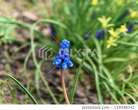 Grape Hyacinth Muscari Flower in Spring Garden 139596342