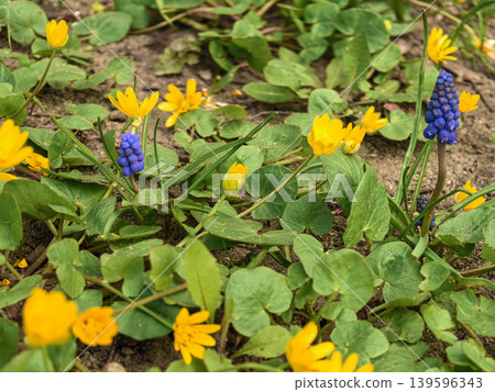Lesser Celandine Ficaria verna and Grape Hyacinth Muscari in Spring Lesser Celandine Ficaria verna and Grape Hyacinth Muscari in Spring 139596343