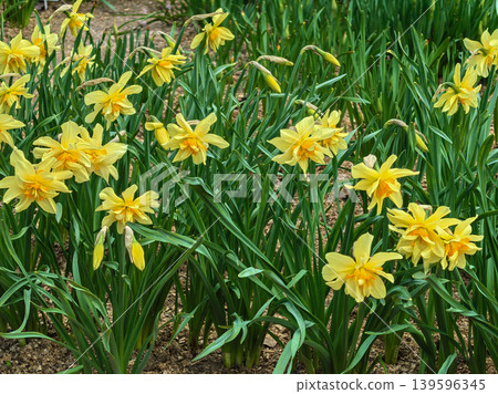 Field of Blooming Double Yellow Daffodils 139596345