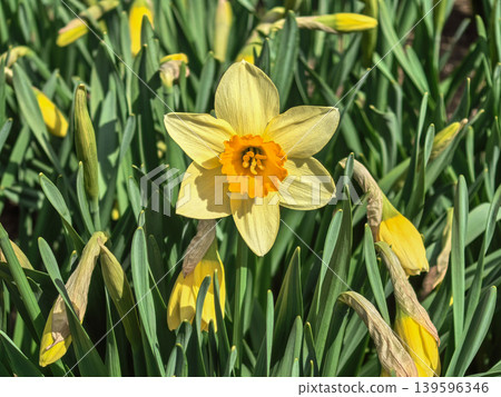 Single Yellow Narcissus Pseudonarcissus Flower Single Yellow Narcissus Pseudonarcissus Flower 139596346