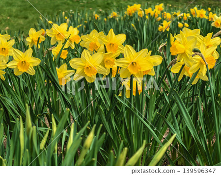 Yellow Daffodils Narcissus Flowers in Spring Meadow Yellow Daffodils Narcissus Flowers in Spring Meadow 139596347