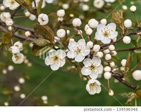 White Spring Blossom Flowers on Cherry Tree White Spring Blossom Flowers on Cherry Tree 139596348