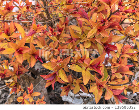 Vibrant Orange and Red Spring Foliage of Spiraea Japonica 139596352
