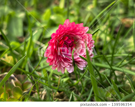 Pink Bellis Perennis Pomponette Daisy Flower Pink Bellis Perennis Pomponette Daisy Flower 139596354