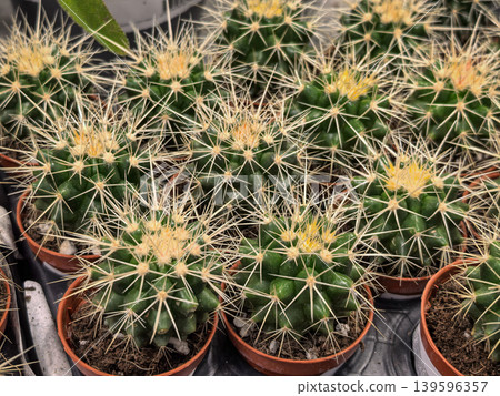 Potted Echinocactus Barrel Cacti with Yellow Spines in Greenhouse Nursery 139596357