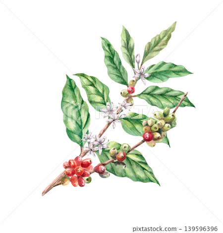 Coffee berries and flowers on a branch. This isolated watercolor illustration conveys freshness and naturalness. Ideal for labels, logos, coffee shop menus, postcards, and coffee-related websites. 139596396