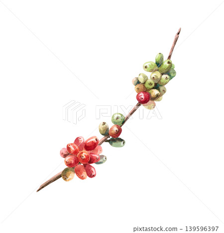 Coffee berries on a branch. This isolated watercolor illustration conveys freshness and naturalness. Ideal for labels, logos, coffee shop menus, postcards, and coffee-related websites. Coffee berries on a branch. This isolated watercolor illustration conveys freshness and naturalness. Ideal for labels, logos, coffee shop menus, postcards, and coffee-related websites. 139596397