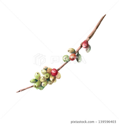 A watercolor illustration of a coffee tree branch with berries emphasizes its natural origins and freshness. Suitable for designs related to organic coffee, coffee production, cafe menus, packaging. A watercolor illustration of a coffee tree branch with berries emphasizes its natural origins and freshness. Suitable for designs related to organic coffee, coffee production, cafe menus, packaging. 139596403