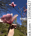 Large Light Magnolia in Hand 139596427