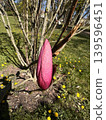 Bright Pink Magnolia Bud in Park 139596451