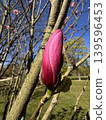 Bright Pink Magnolia Bud in Park 139596453